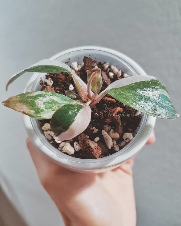 Die Philodendron Pink Princess Und Ihre Pflege Die Pflanzenmama