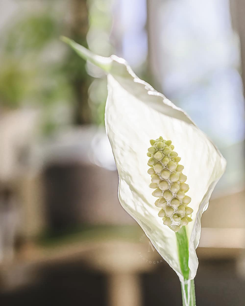 Pflege des Spathiphyllum Diamond variagata Einblatts » Die Pflanzenmama