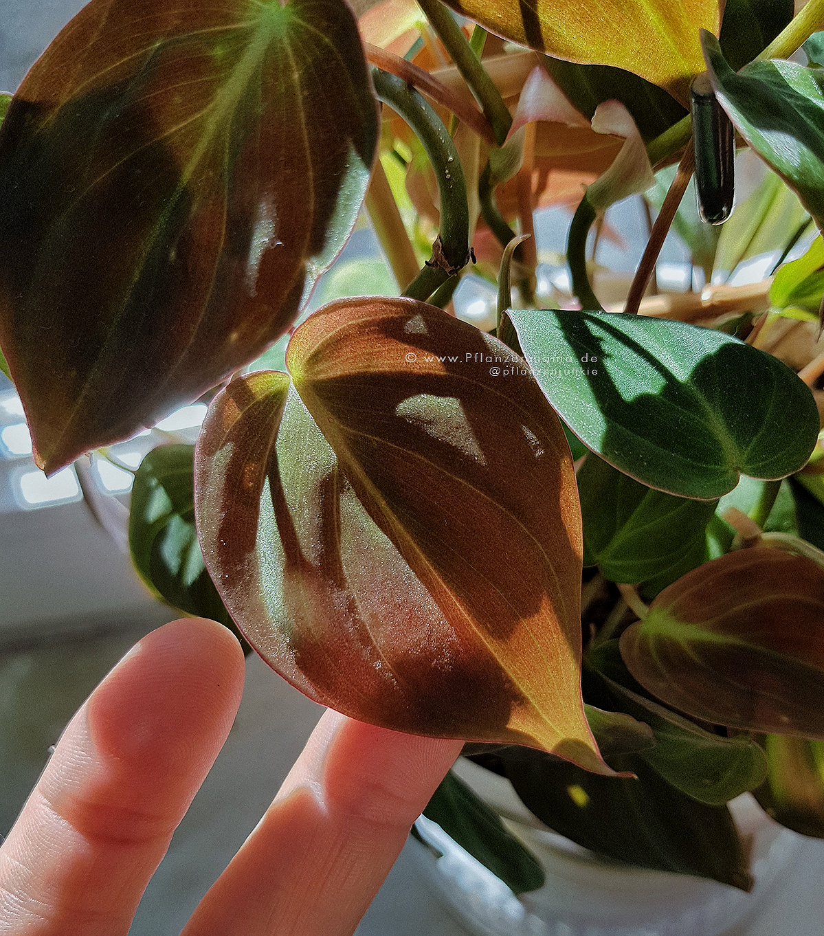 mein philodendron micans » die pflanzenmama