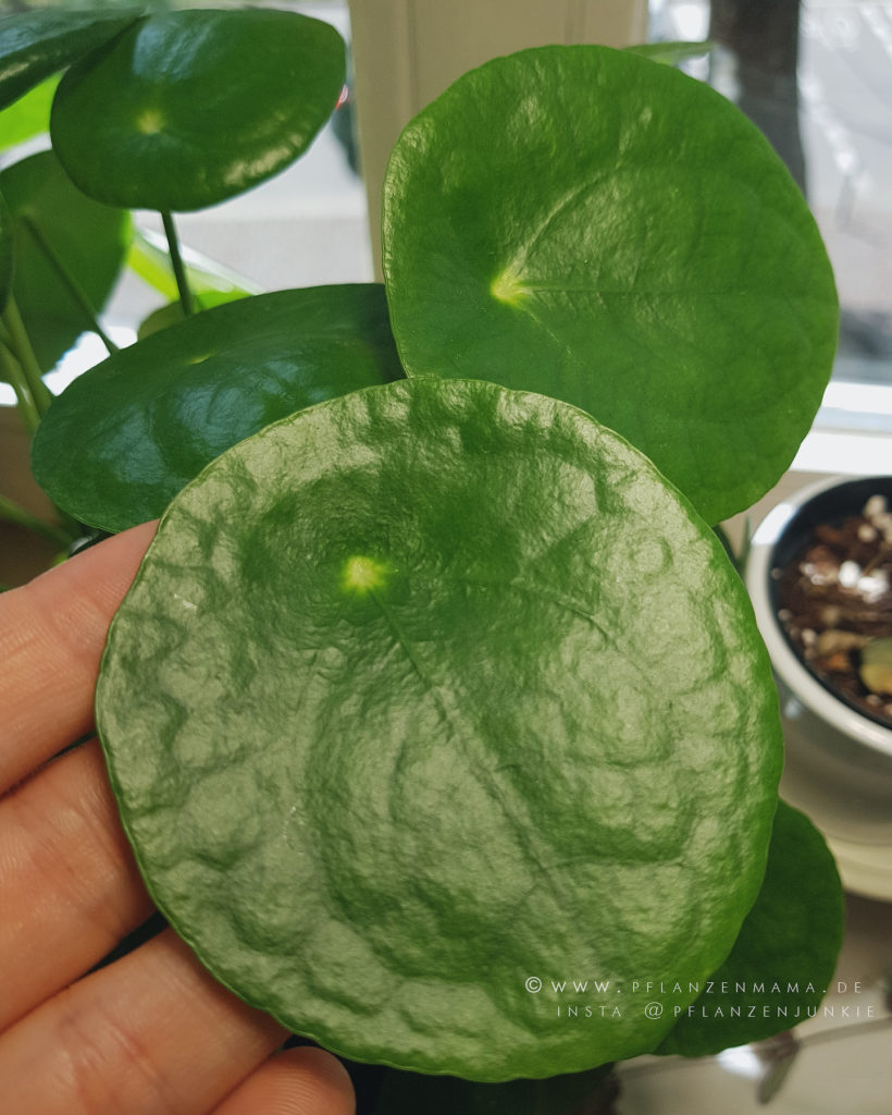 Meine Pilea Peperomioides - Die Pflanzenmama