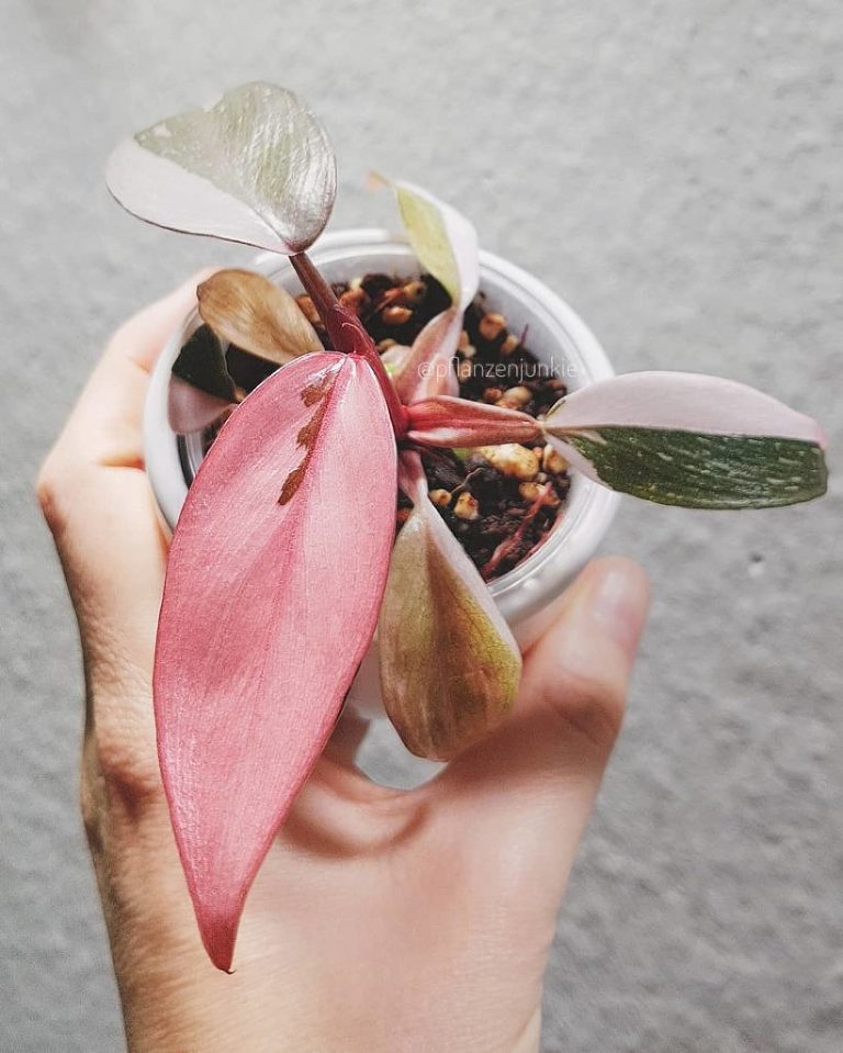 Die Philodendron Pink Princess Und Ihre Pflege Die Pflanzenmama