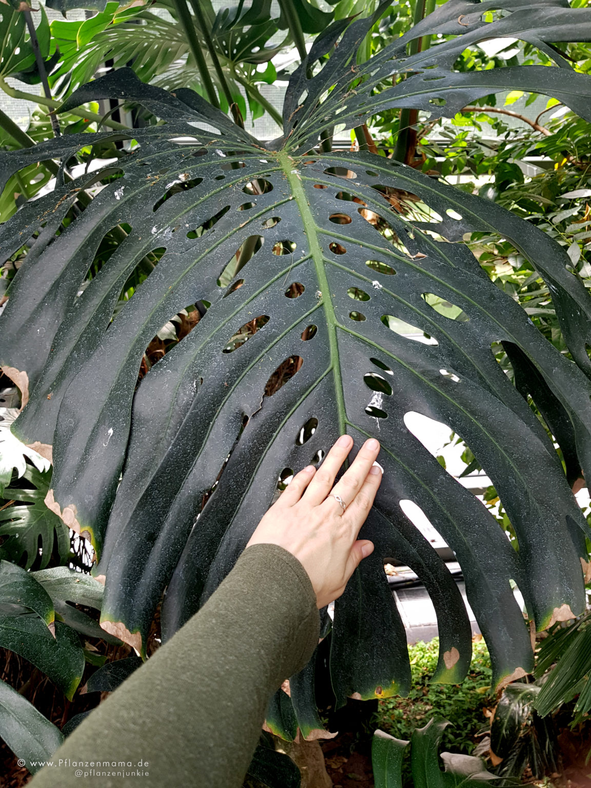 Hast du eine echte Monstera Deliciosa? Die Pflanzenmama