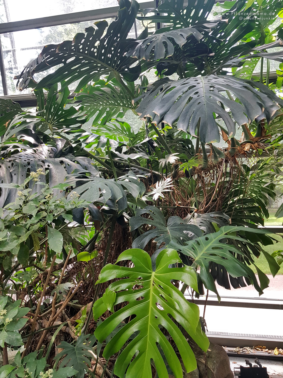 Hast du eine echte Monstera Deliciosa? Die Pflanzenmama