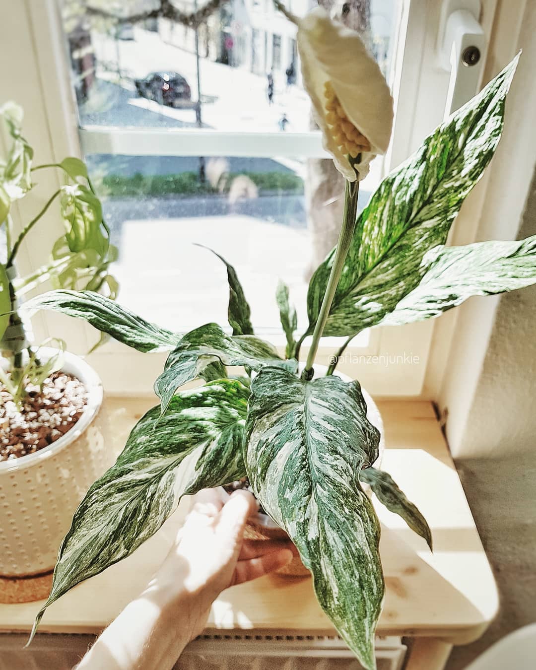 Pflege des Spathiphyllum Diamond variagata Einblatts » Die Pflanzenmama