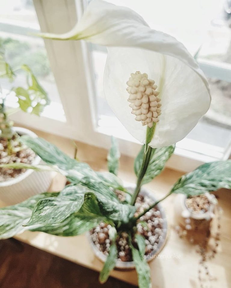Spathiphyllum Diamond