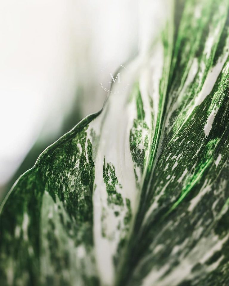 Panaschierung Spathiphyllum Diamond