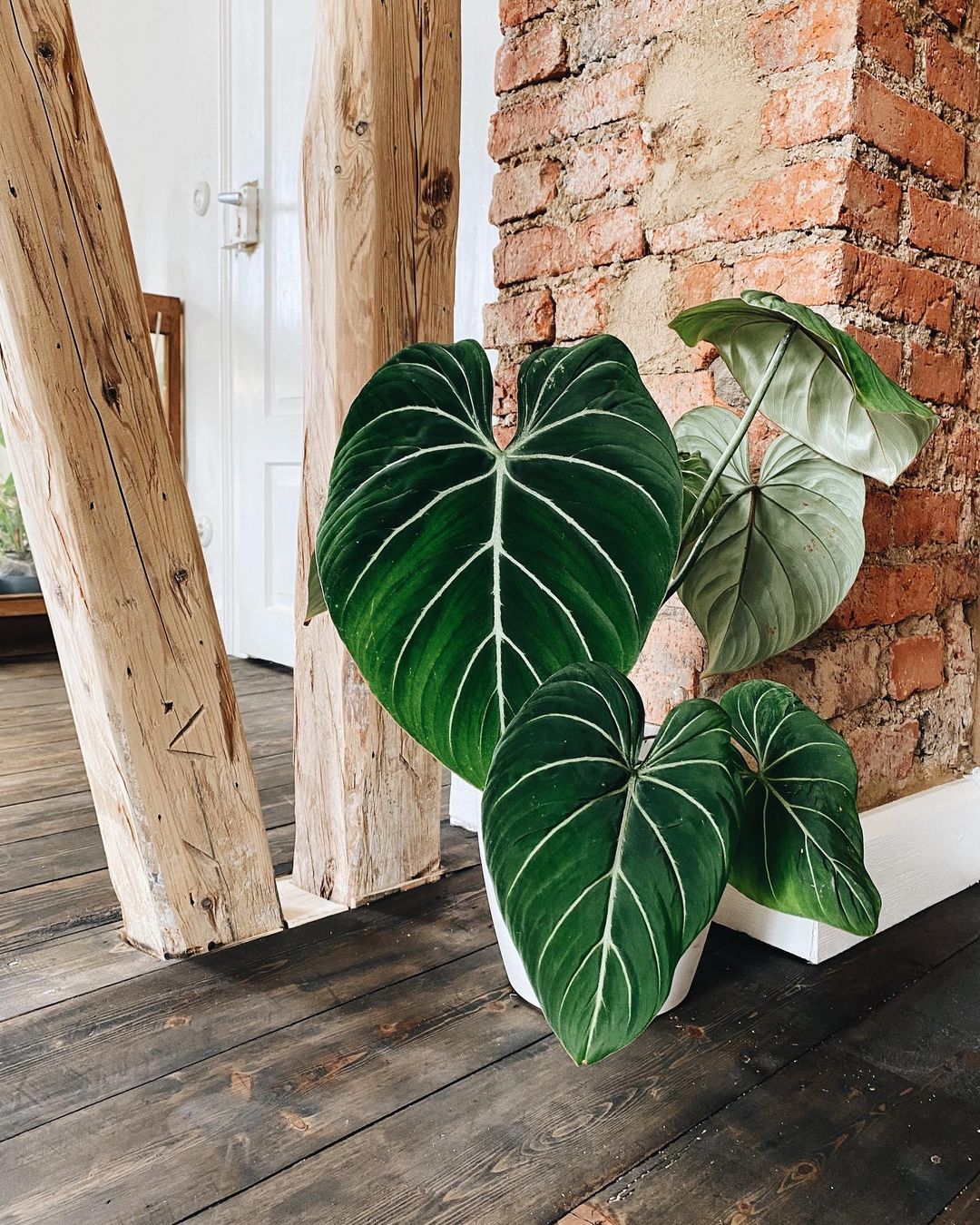 Philodendron Gloriosum Pflege